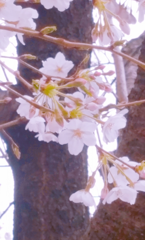 桜、咲きました！